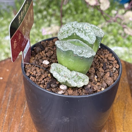 希少多肉植物　玉扇　『　海野グリーン　』　2.5号
