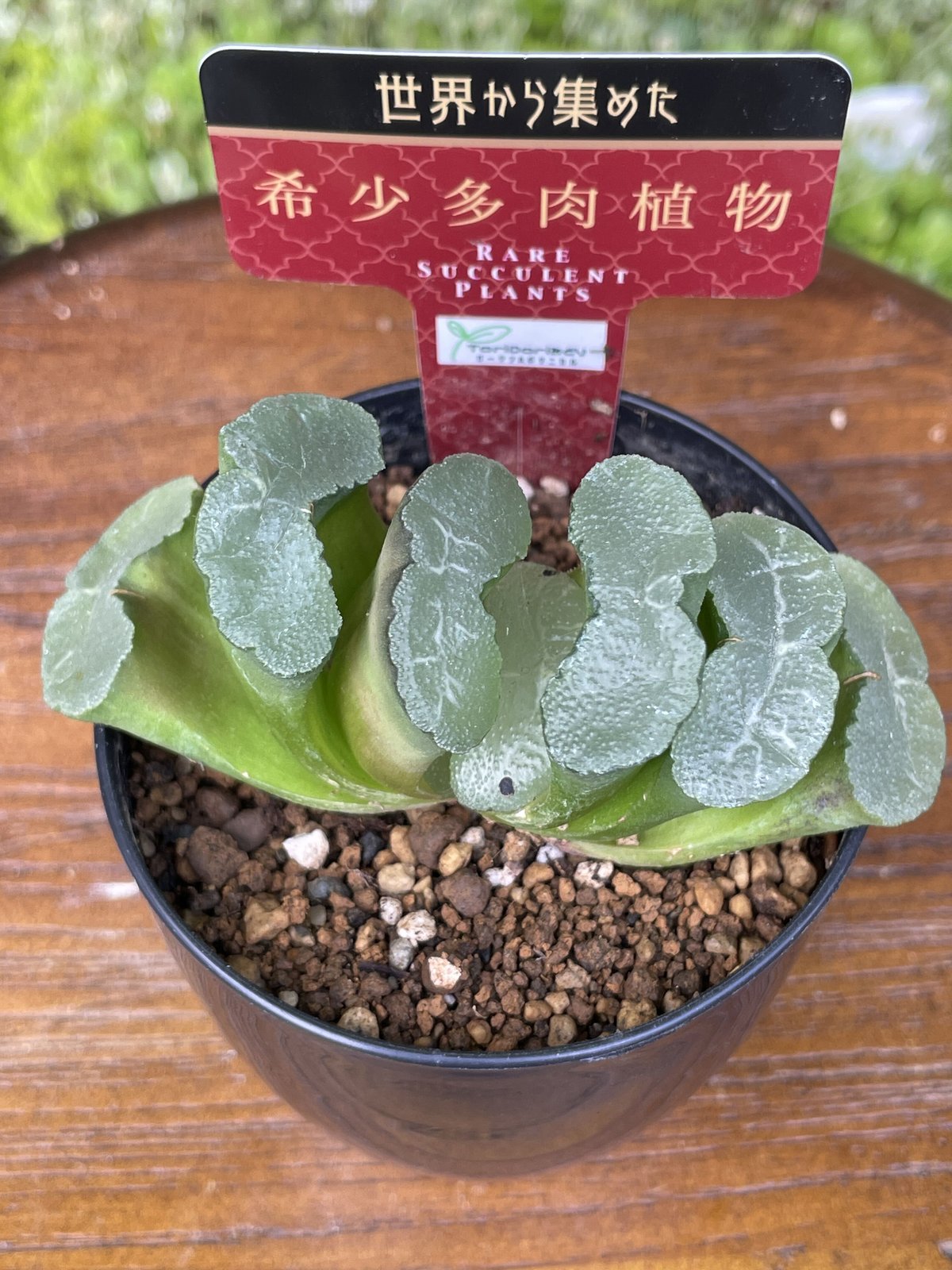 希少多肉植物 玉扇 『 キャンドル 』 2.5号 | きむらフローリスト