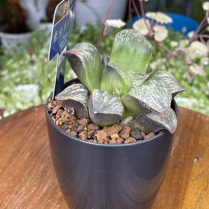 希少多肉植物 ハオルチア属 聖龍 2.5号 | きむらフローリスト