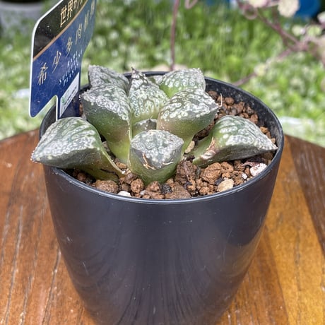 希少多肉植物　ハオルチア属　黒白銀　2.5号