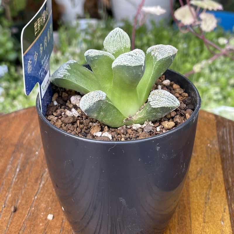 希少【多肉植物写真集】 国際多肉植物協会 希少【多肉植物写真集】 国際多肉植物協会 多肉植物写真集(国際