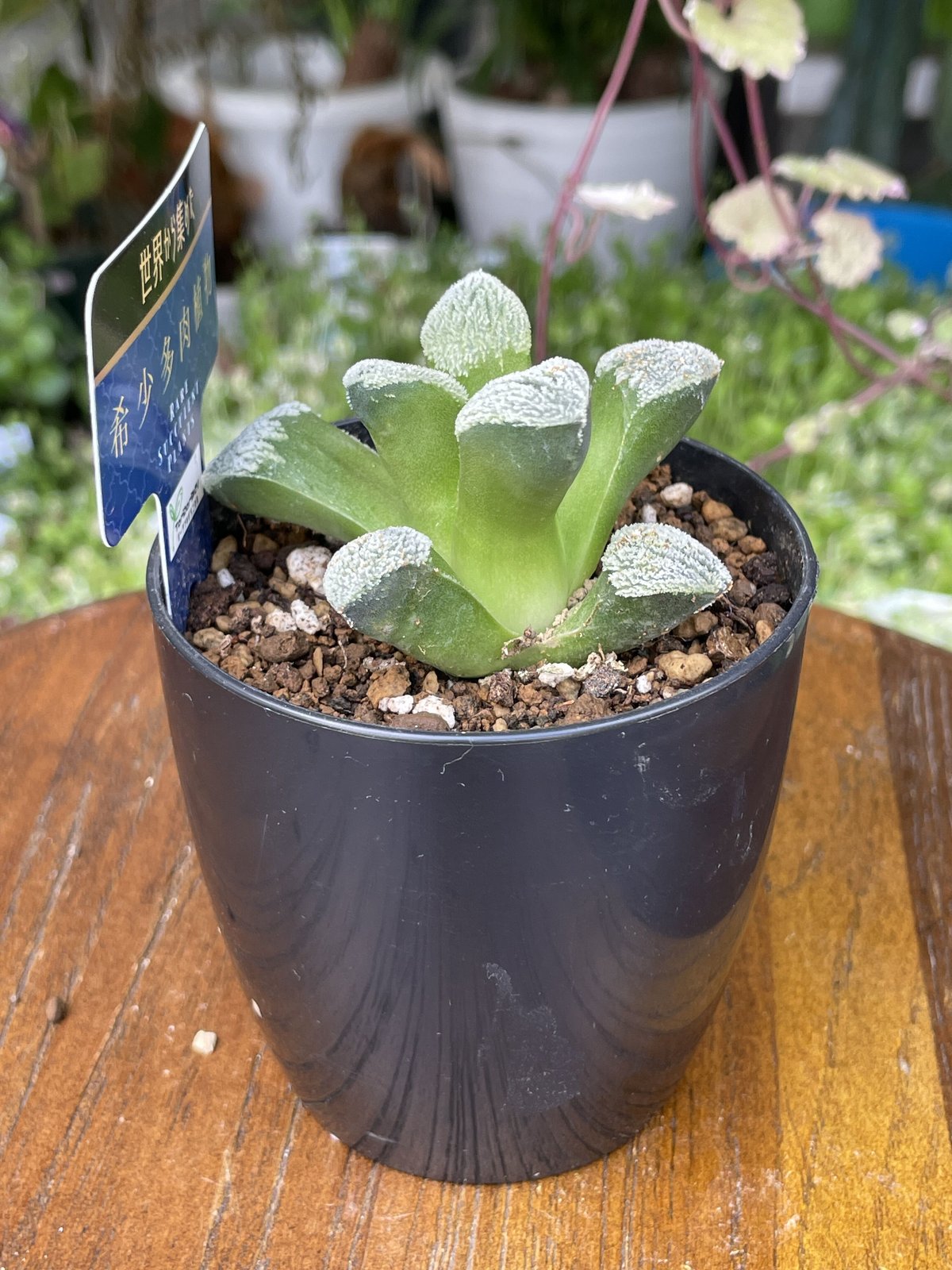 希少多肉植物 ハオルチア属 白川郷 2.5号 | きむらフローリスト