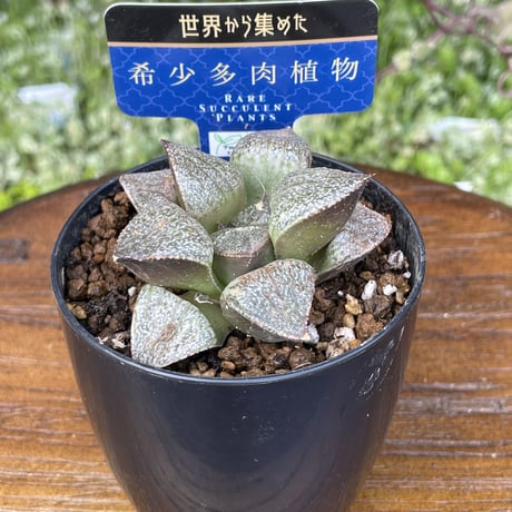 希少多肉植物　ハオルチア属　翡翠　2.5号