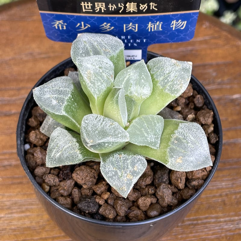 希少多肉植物 ハオルチア属 白魔 2.5号 | きむらフローリスト