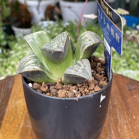 希少多肉植物　ハオルチア属　聖龍　2.5号
