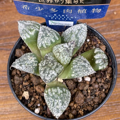 希少多肉植物　ハオルチア属　黒白銀　2.5号