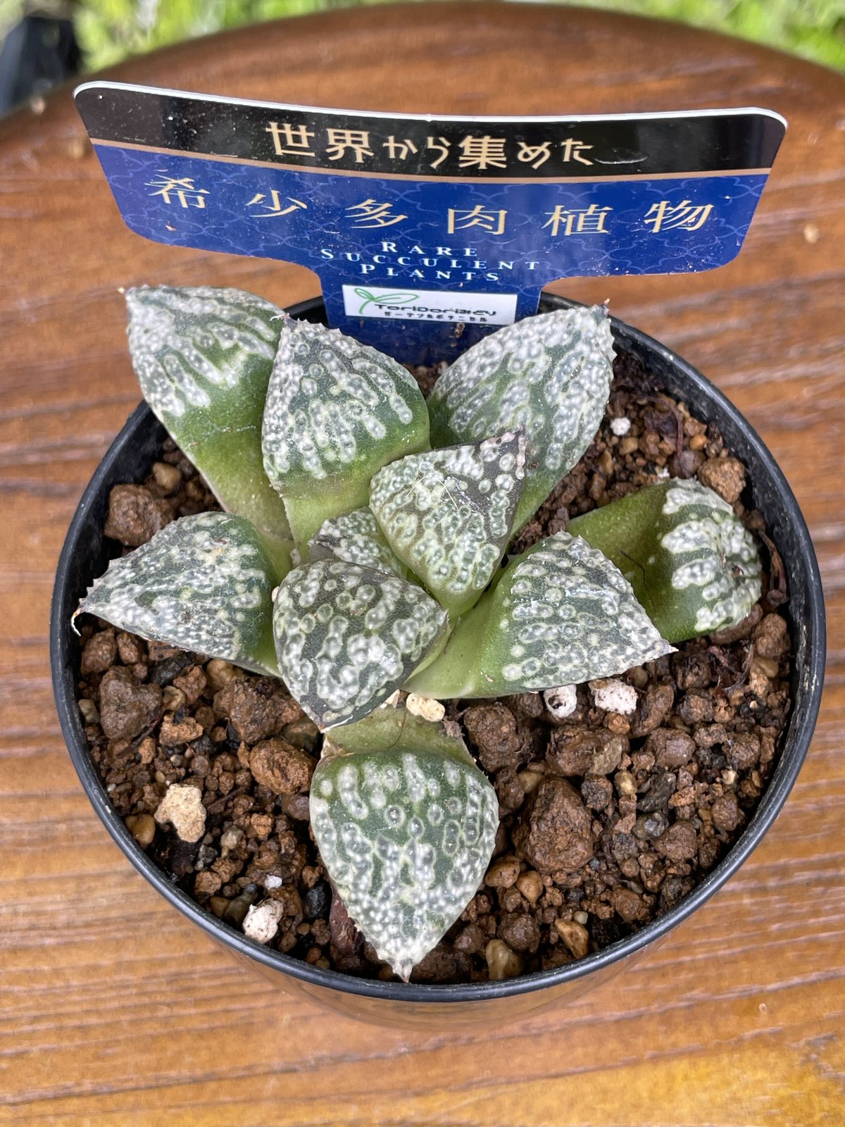 希少多肉植物 ハオルチア属 黒白銀 2.5号 | きむらフローリスト