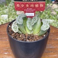 希少多肉植物　玉扇　『　海野グリーン　』　2.5号