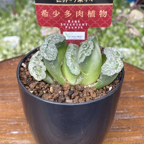 希少多肉植物　玉扇　『　海野グリーン　』　2.5号