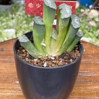 希少多肉植物　玉扇　『　白玉　』　2.5号