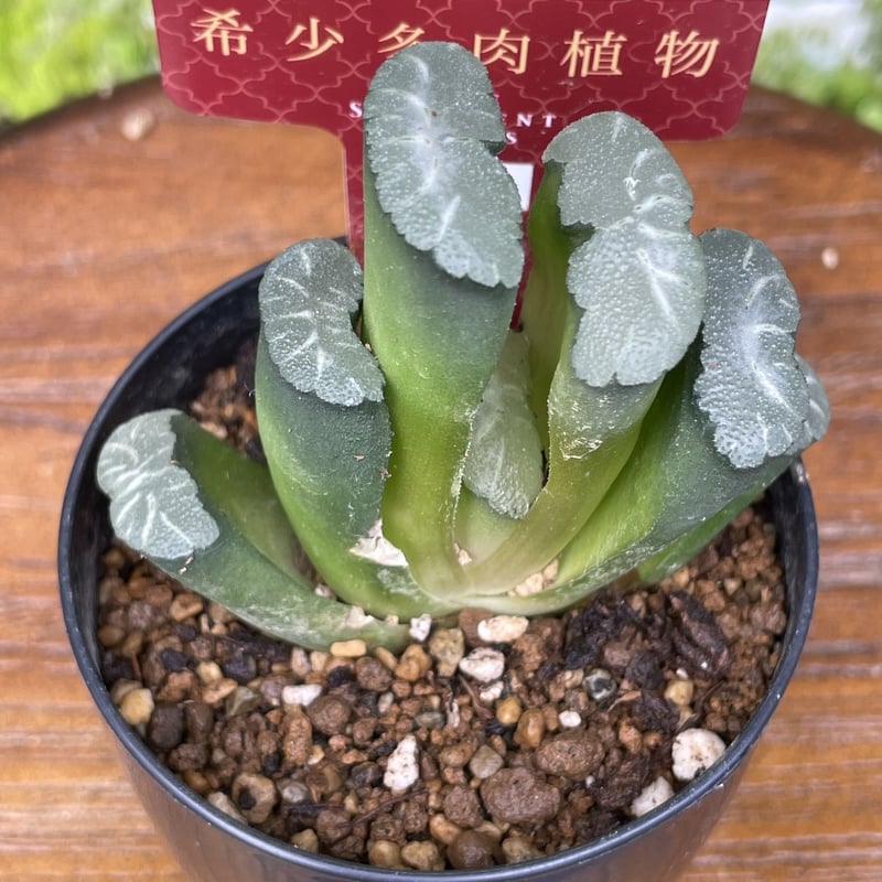 希少多肉植物 玉扇 『 白玉 』 2.5号 | きむらフローリスト