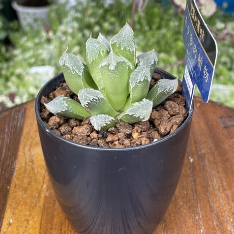 希少多肉植物　ハオルチア属　白帝城　2.5号