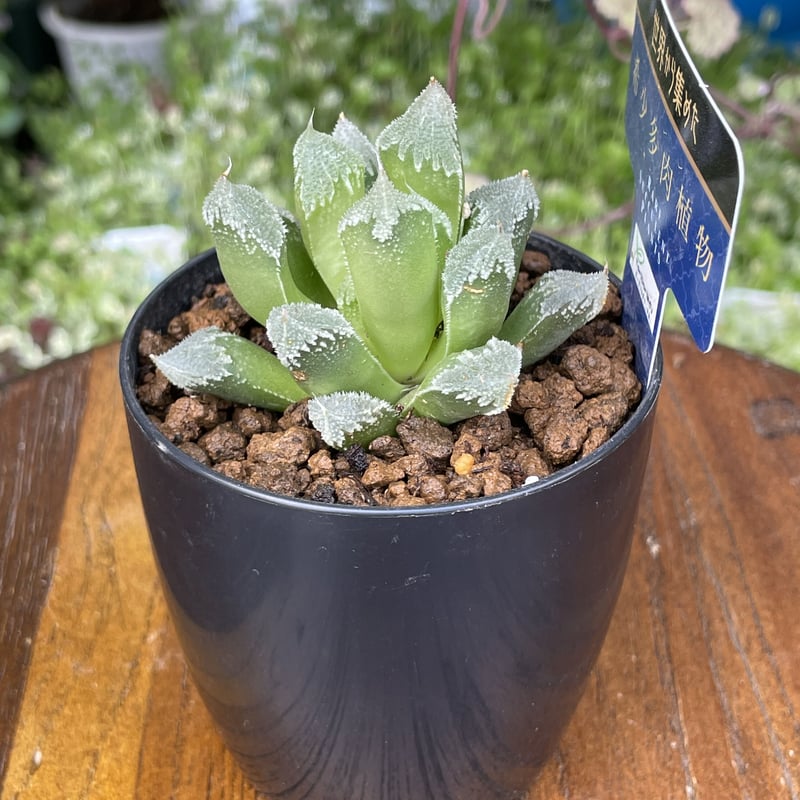 希少多肉植物 ハオルチア属 白帝城 2.5号 | きむらフローリスト