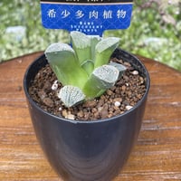 希少多肉植物　ハオルチア属　白川郷　2.5号