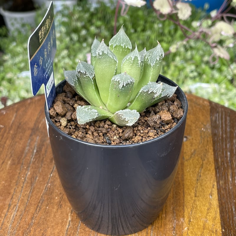 希少多肉植物 ハオルチア属 白帝城 2.5号 | きむらフローリスト