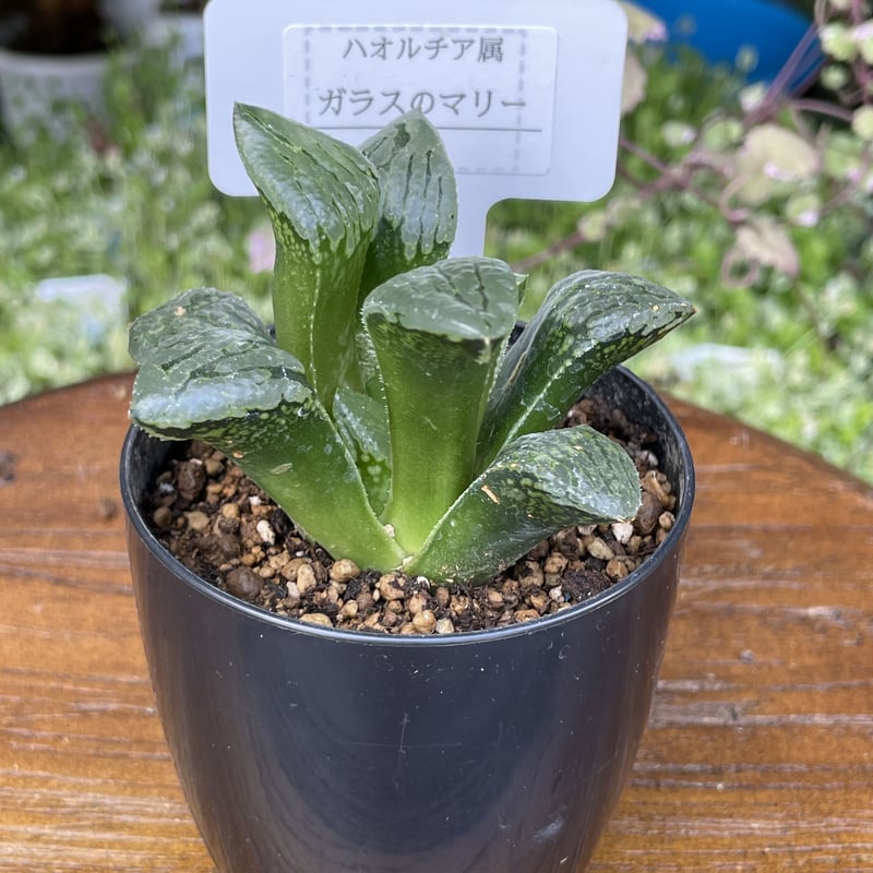 原種】 ハオルチア マクマトリー GM272 斑入り 超希少！多肉植物