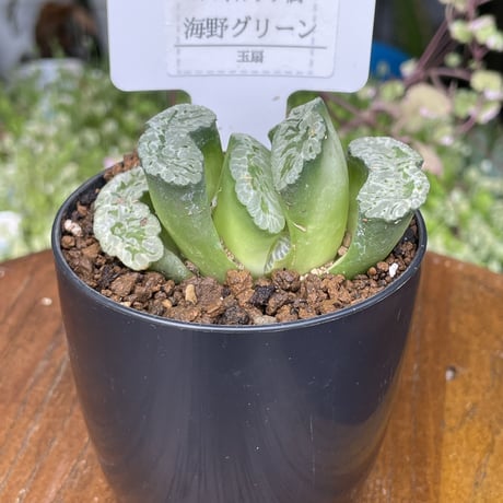 希少多肉植物　玉扇　『　海野グリーン　』　2.5号