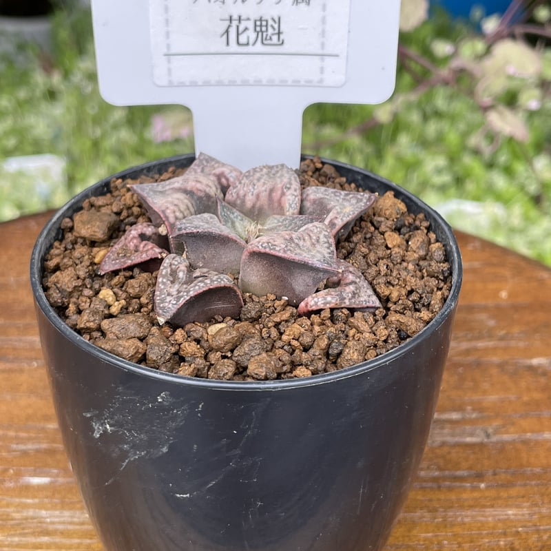 希少【多肉植物写真集】 国際多肉植物協会 国際多肉植物協会