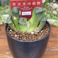 希少多肉植物　玉扇　ステンドグラス　2.5号