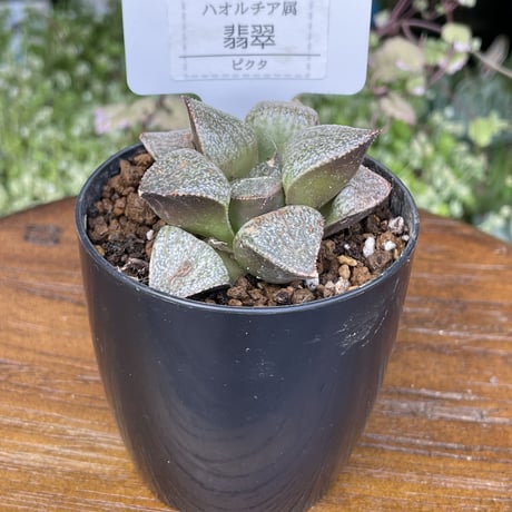 希少多肉植物　ハオルチア属　翡翠　2.5号
