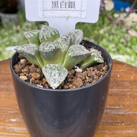 希少多肉植物　ハオルチア属　黒白銀　2.5号