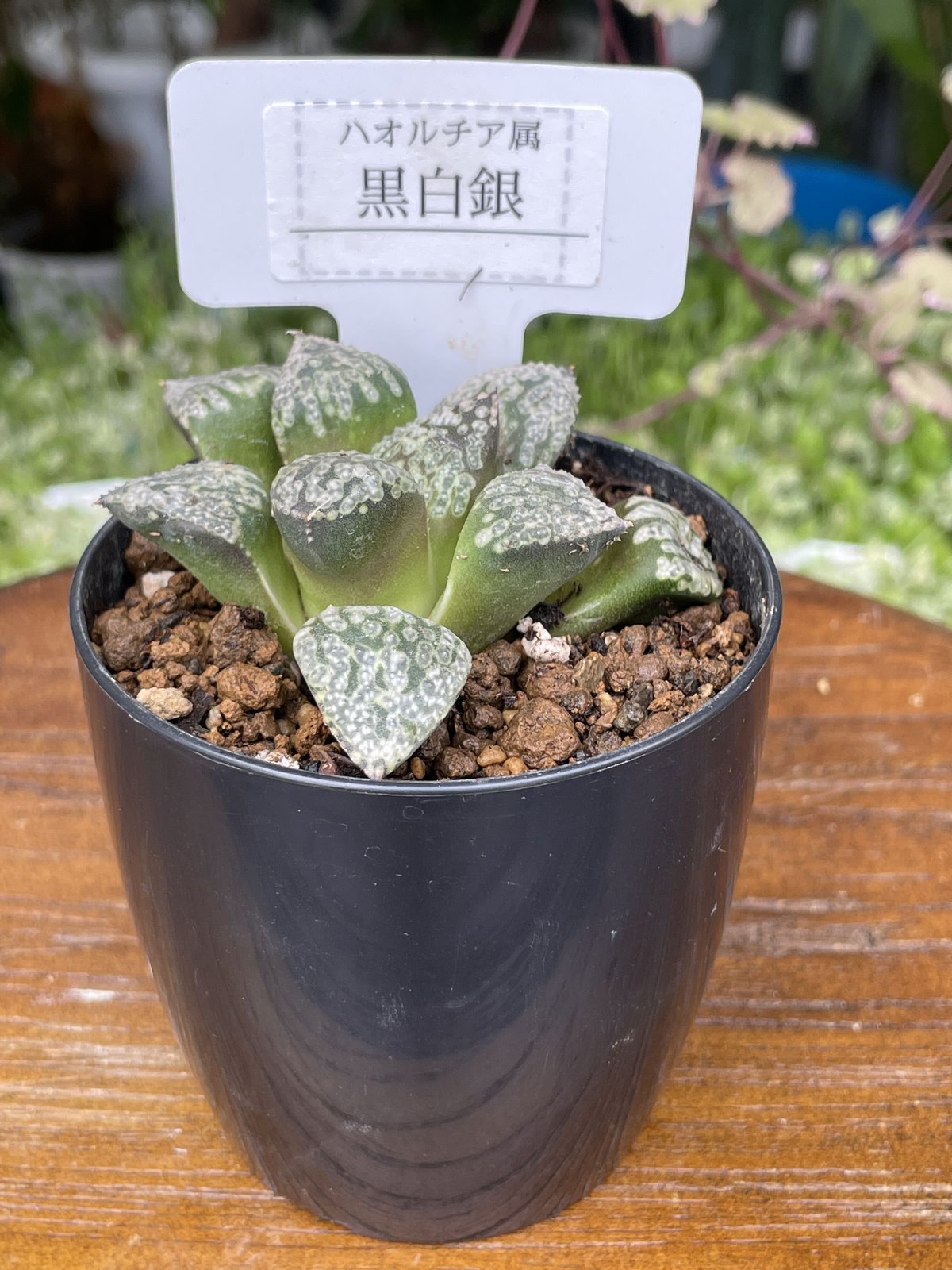 希少多肉植物 ハオルチア属 黒白銀 2.5号 | きむらフローリスト 希少多肉植物 ハオルチア属 黒白銀 2.5号 | きむらフローリスト
