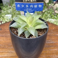 希少多肉植物　ハオルチア属　ホホジロザメ　2.5号