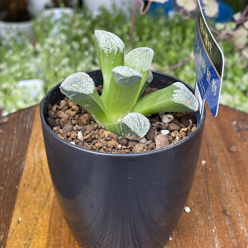希少多肉植物 ハオルチア属 白川郷 2.5号 | きむらフローリスト