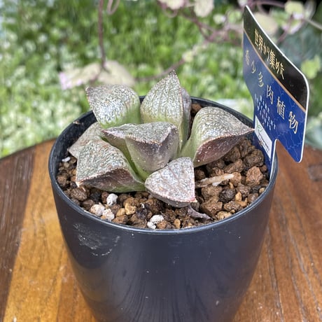 希少多肉植物　ハオルチア属　翡翠　2.5号