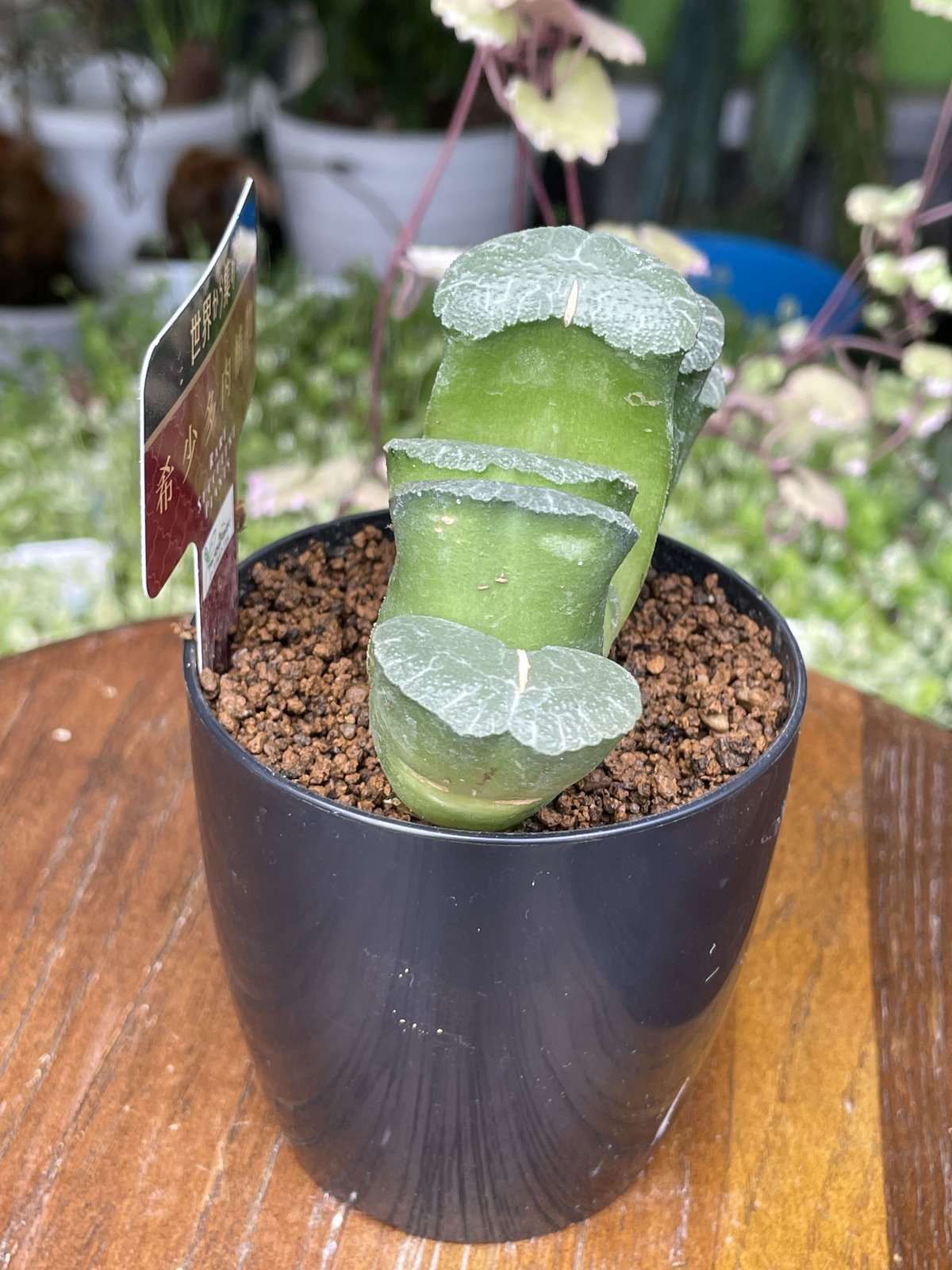 希少多肉植物 玉扇 『 大繩 』 2.5号 | きむらフローリスト