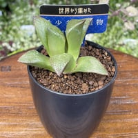 希少多肉植物　ハオルチア属　抹茶青蟹　2.5号