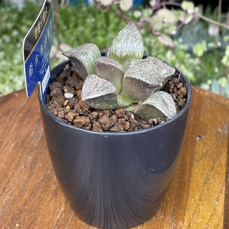 希少多肉植物　ハオルチア属　翡翠　2.5号