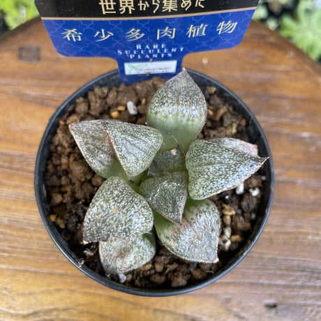 希少多肉植物　ハオルチア属　翡翠　2.5号