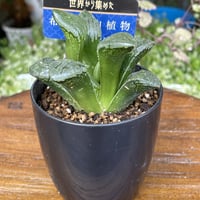 希少多肉植物　ハオルチア属　ガラスのマリー 2.5号