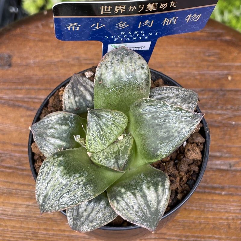 超希少 ハオルチア スノーレパード 多肉植物