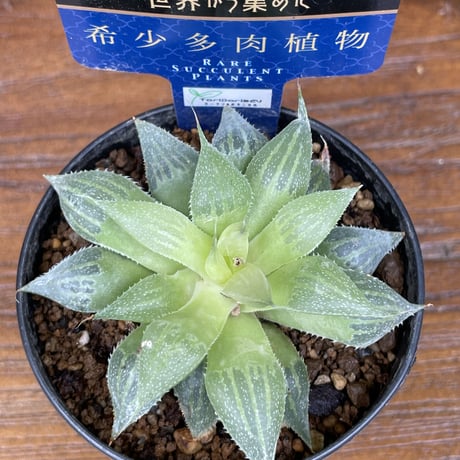 希少多肉植物　ハオルチア属　ホホジロザメ　2.5号