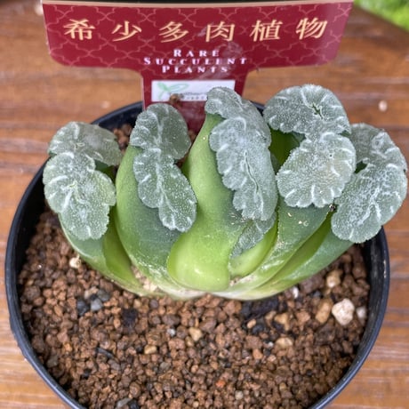 希少多肉植物　玉扇　『　みだれ髪　』　2.5号