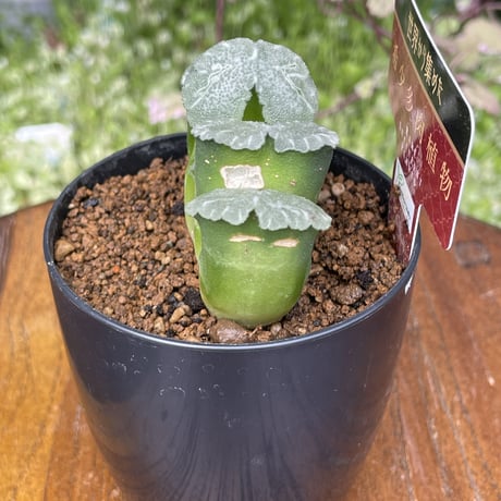 希少多肉植物　玉扇　『　みだれ髪　』　2.5号