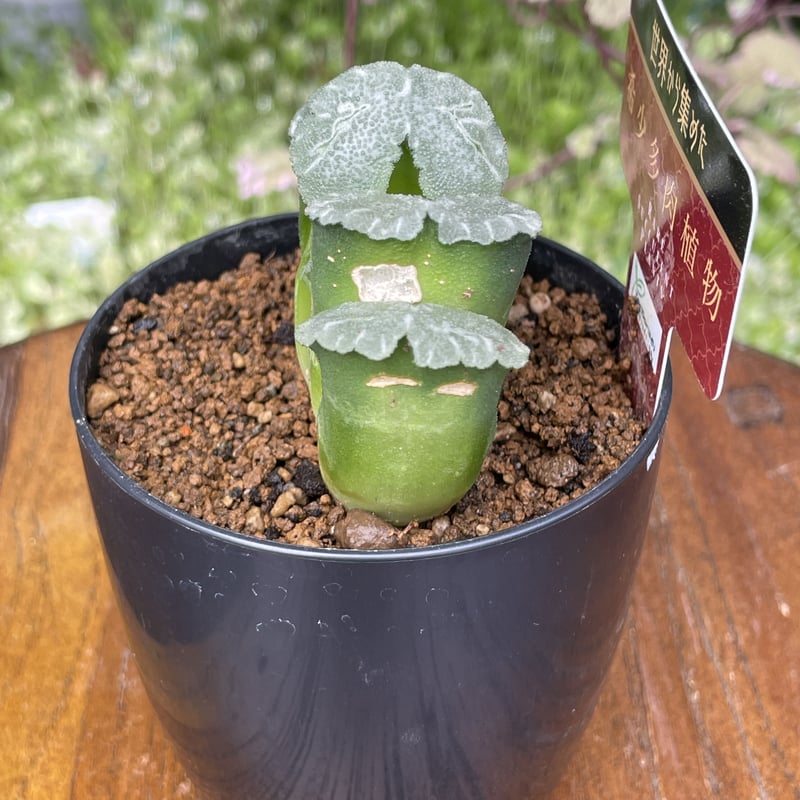 希少多肉植物 玉扇 『 みだれ髪 』 2.5号 | きむらフローリスト