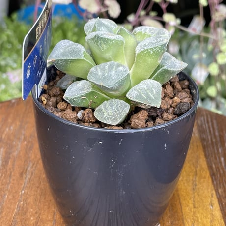 希少多肉植物　ハオルチア属　白魔　2.5号