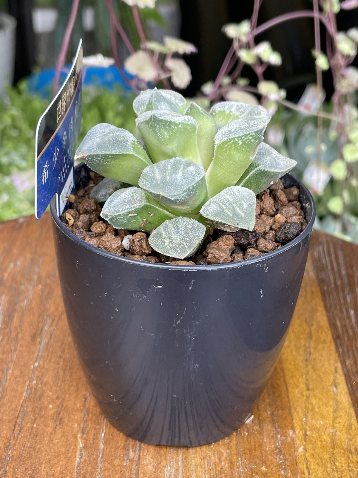 希少多肉植物 ハオルチア属 白魔 2.5号 | きむらフローリスト