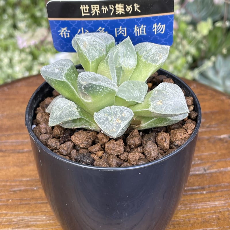 希少多肉植物 ハオルチア属 白魔 2.5号 | きむらフローリスト