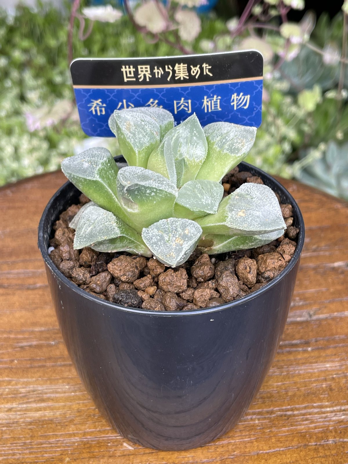 希少多肉植物 ハオルチア属 白魔 2.5号 | きむらフローリスト