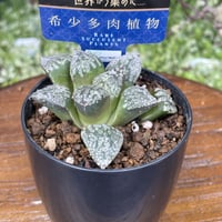 希少多肉植物　ハオルチア属　黒白銀　2.5号
