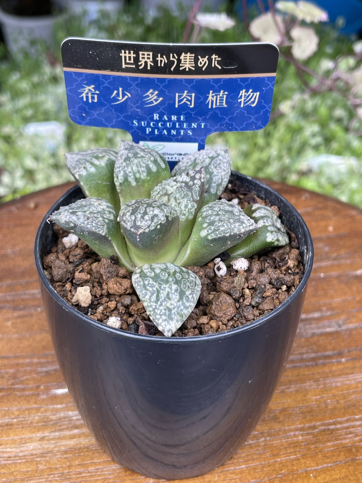 希少【多肉植物写真集】 国際多肉植物協会 多肉植物写真集 | 国際多肉植物協会 |本 | 通販 | Amazon