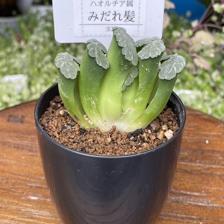 希少多肉植物　玉扇　『　みだれ髪　』　2.5号