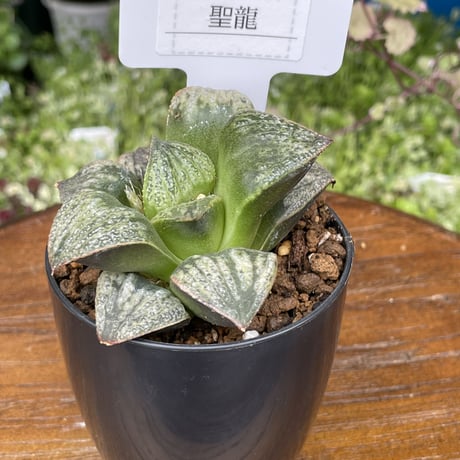 希少多肉植物　ハオルチア属　聖龍　2.5号