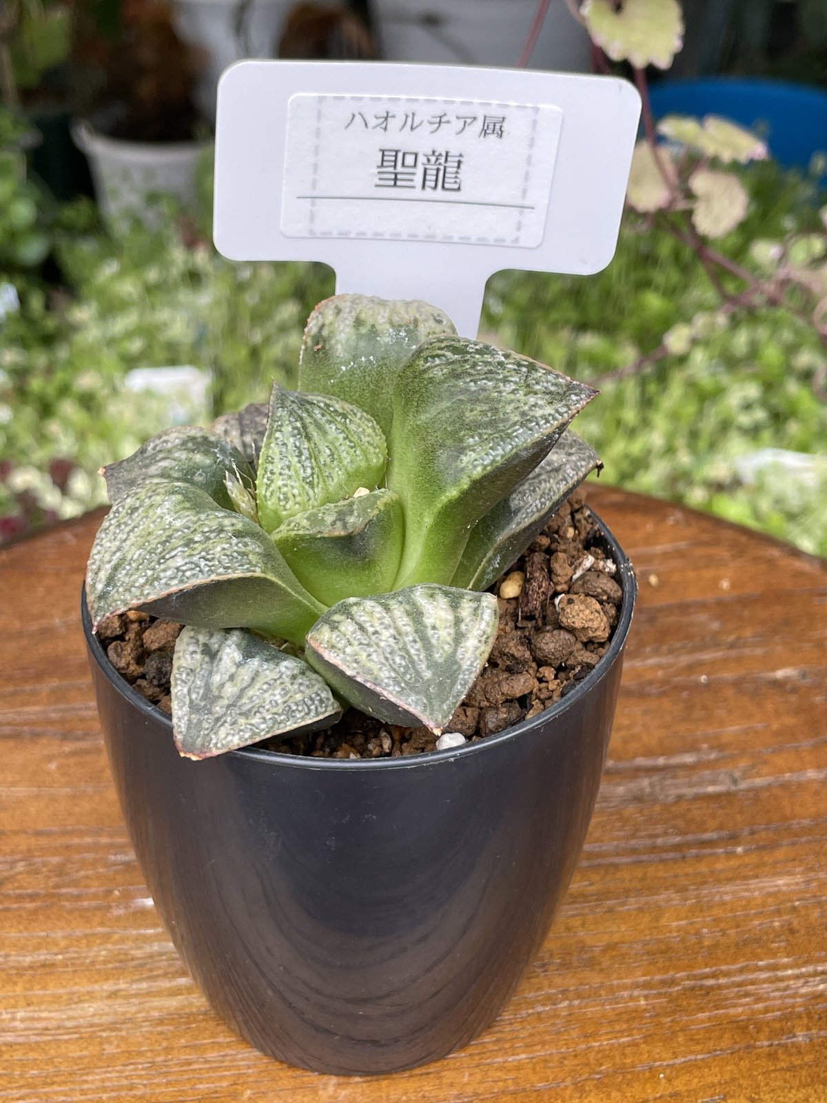 超希少 ハオルチア スノーレパード 多肉植物