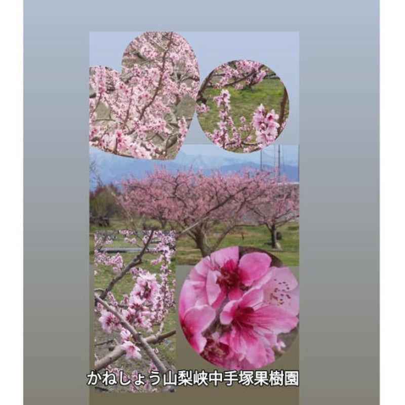 名入れ 桃の花入りお守りチャーム 肉球チェーン付きVer. キラキラ