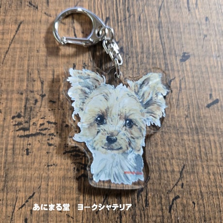 ヨークシャテリア | STORES